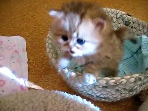 Detail Anak Kucing Comel Nomer 14