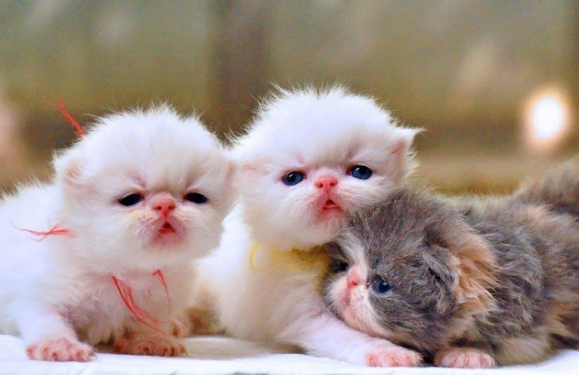 Detail Anak Kucing Comel Nomer 16