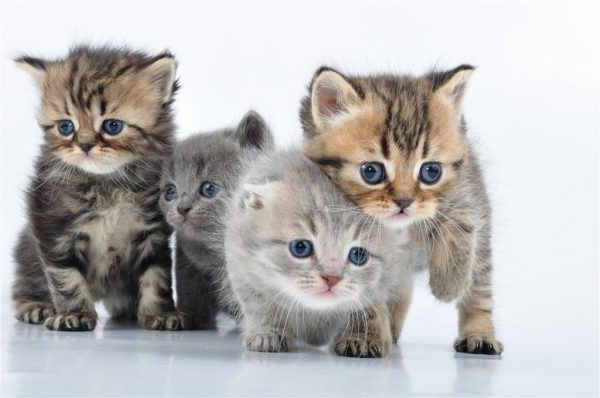 Detail Anak Kucing Comel Nomer 17