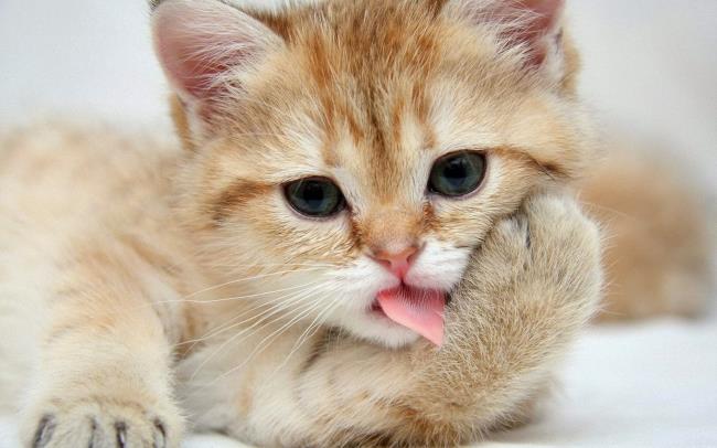 Detail Anak Kucing Comel Nomer 18