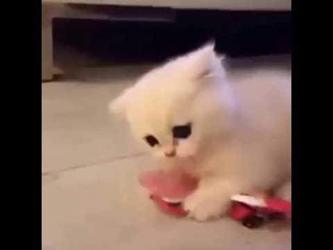 Detail Anak Kucing Comel Nomer 20