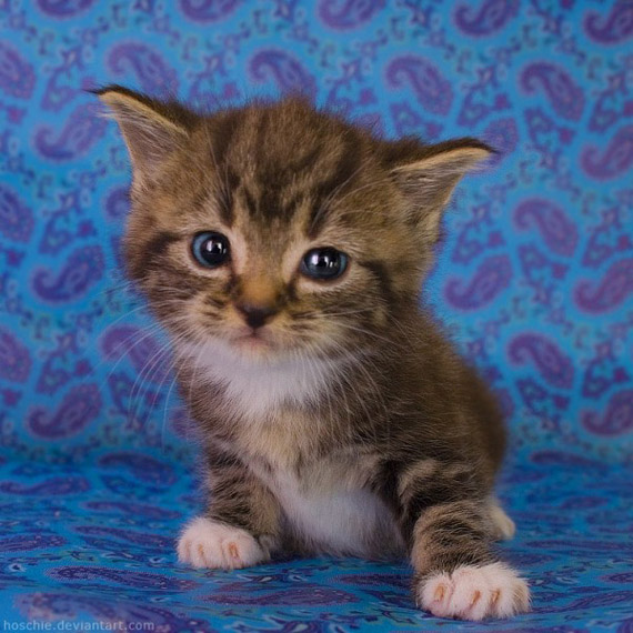 Detail Anak Kucing Comel Nomer 21