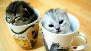Detail Anak Kucing Comel Nomer 22
