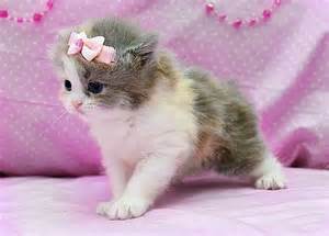 Detail Anak Kucing Comel Nomer 4
