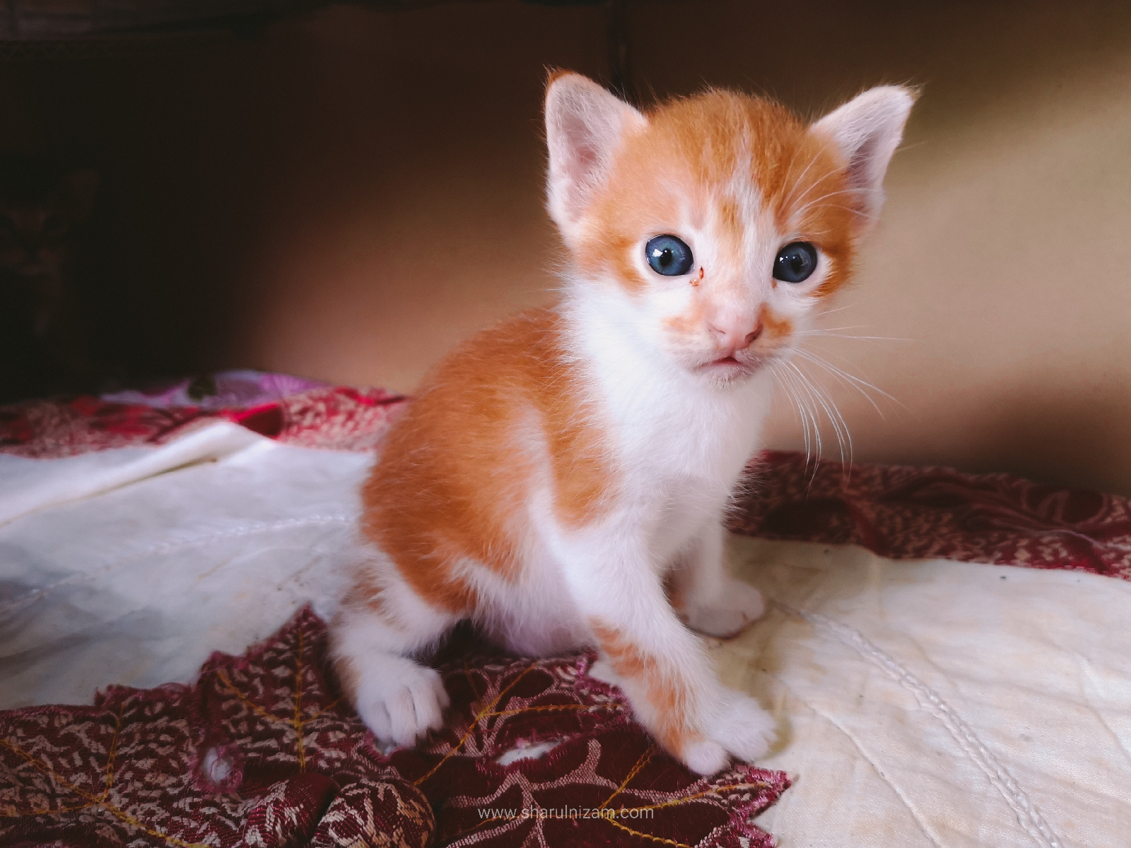 Detail Anak Kucing Comel Nomer 24