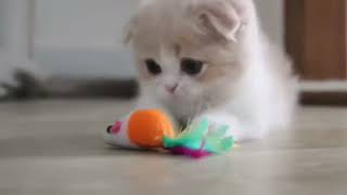 Detail Anak Kucing Comel Nomer 25