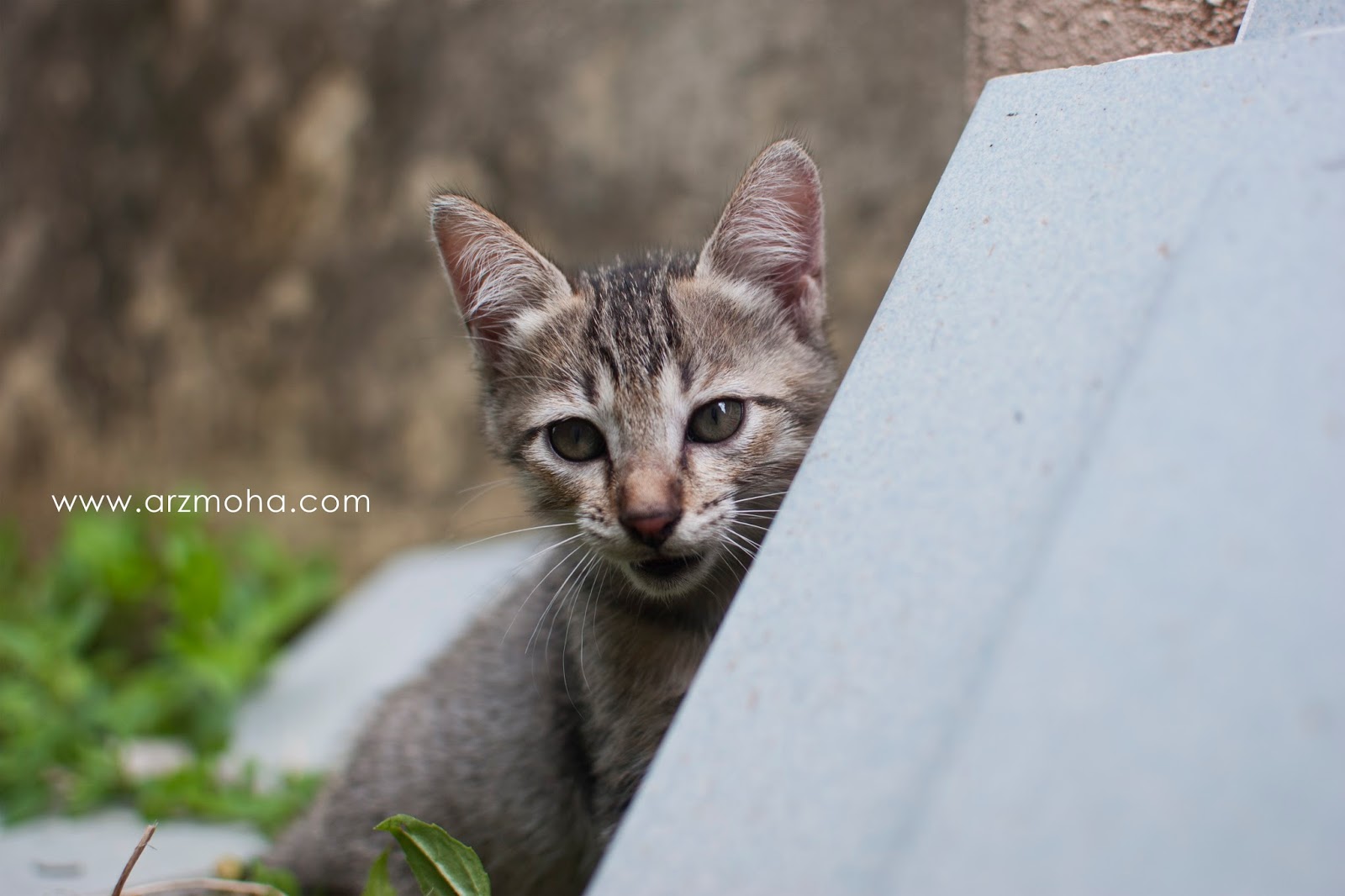 Detail Anak Kucing Comel Nomer 27
