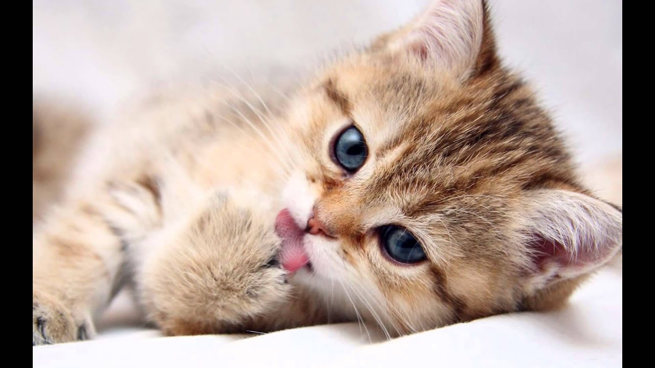 Detail Anak Kucing Comel Nomer 5