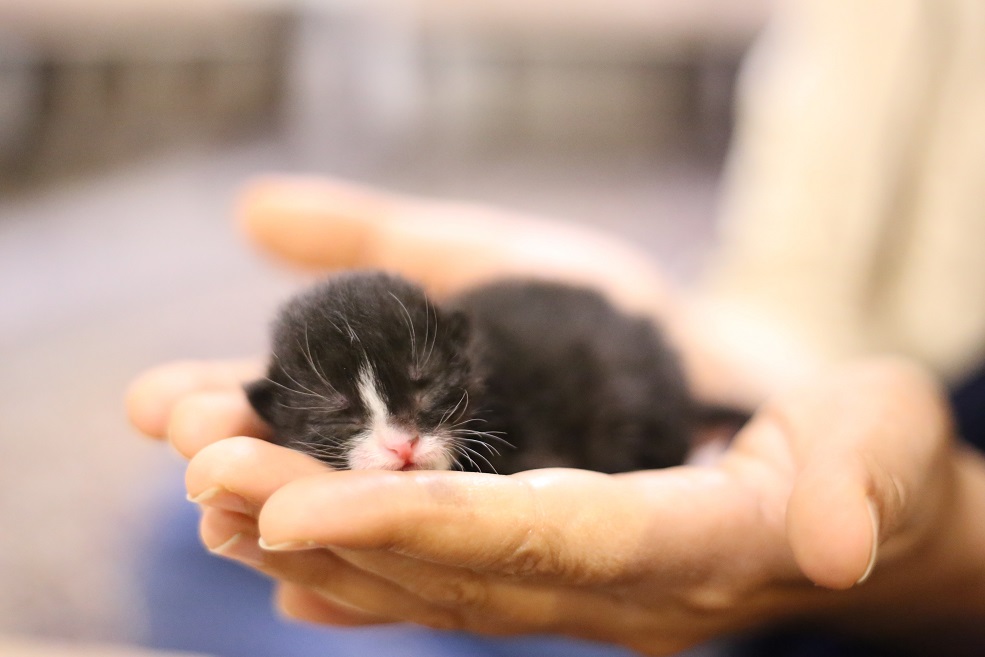 Detail Anak Kucing Comel Nomer 30