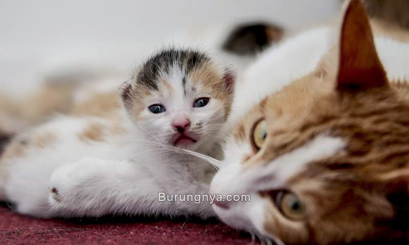 Detail Anak Kucing Comel Nomer 31