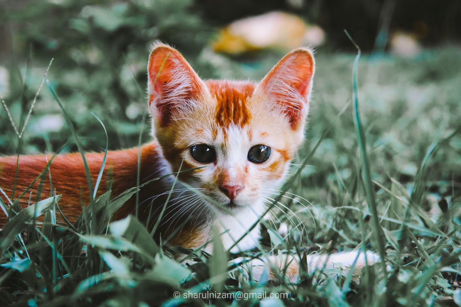 Detail Anak Kucing Comel Nomer 32