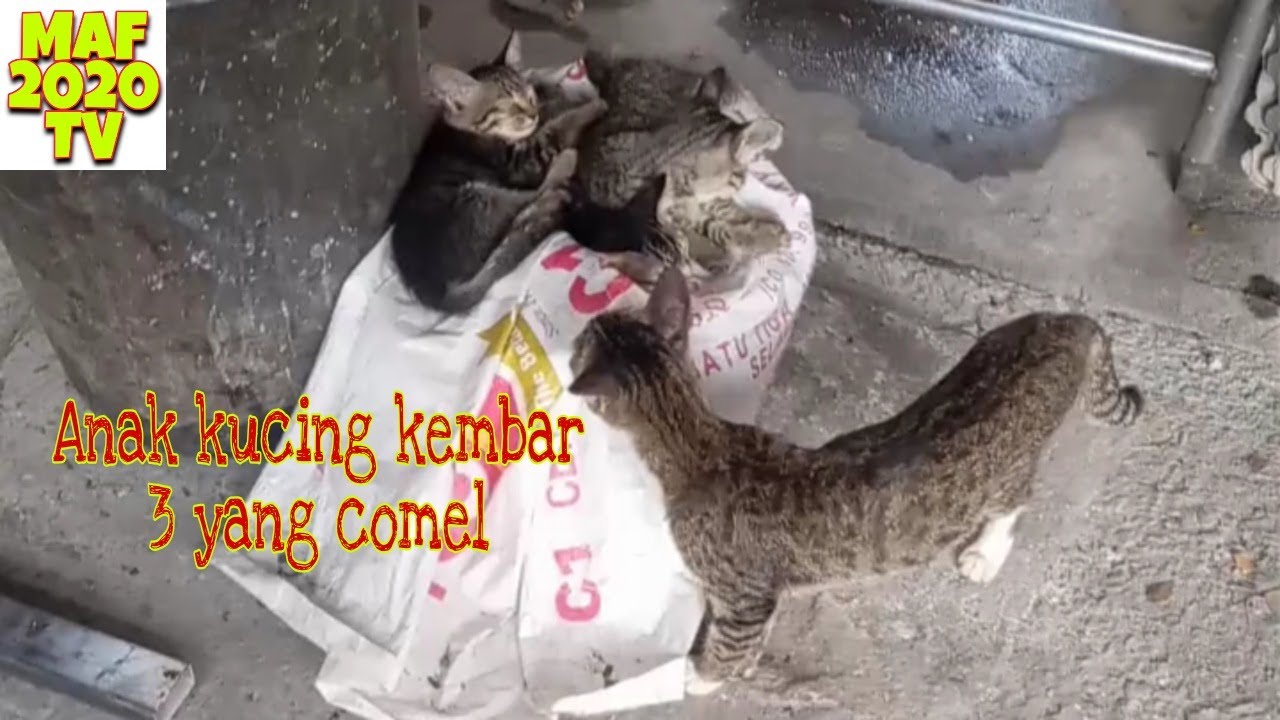 Detail Anak Kucing Comel Nomer 35
