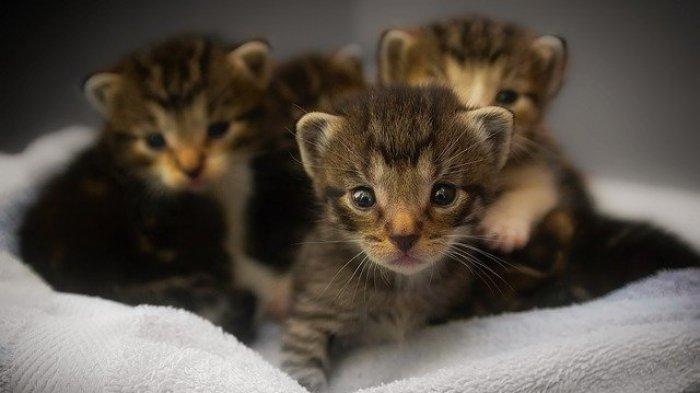 Detail Anak Kucing Comel Nomer 36