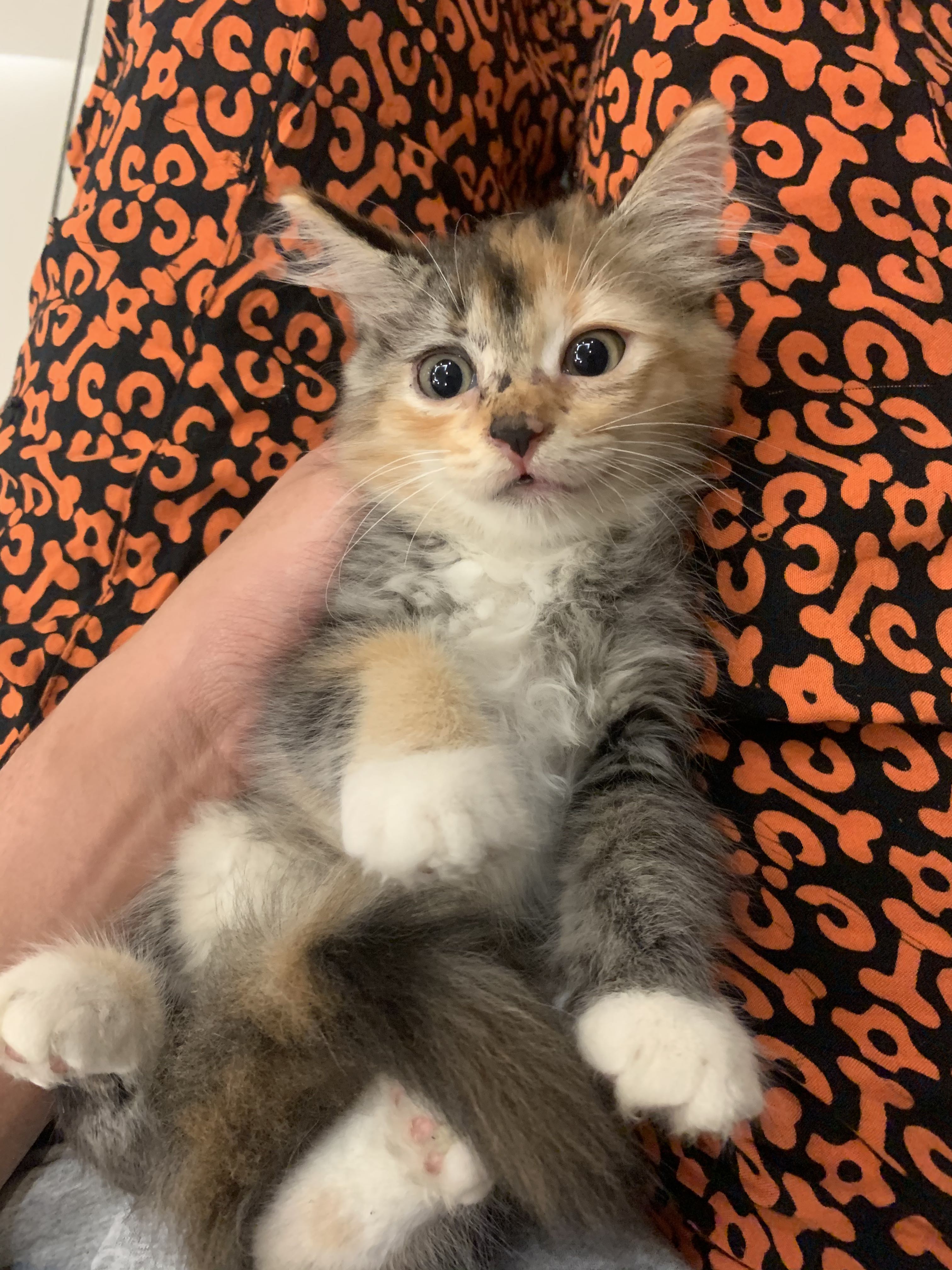 Detail Anak Kucing Comel Nomer 38