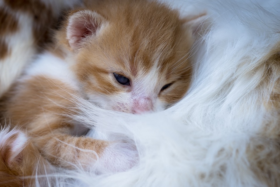 Detail Anak Kucing Comel Nomer 42