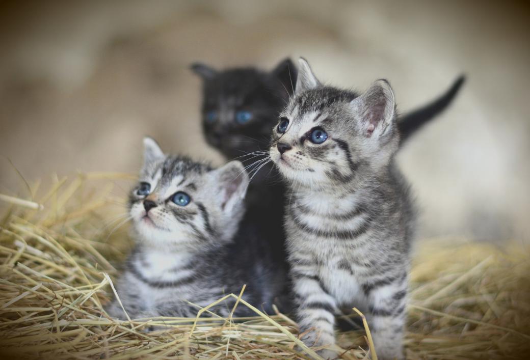 Detail Anak Kucing Comel Nomer 43