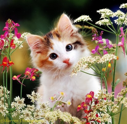Detail Anak Kucing Comel Nomer 44