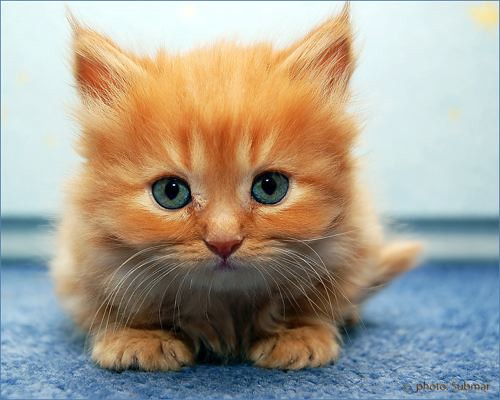 Detail Anak Kucing Comel Nomer 6