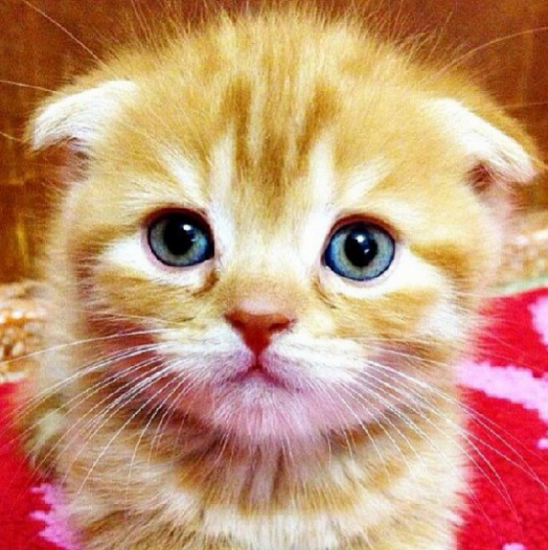 Detail Anak Kucing Comel Nomer 7