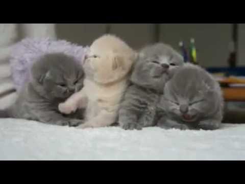 Detail Anak Kucing Comel Nomer 8