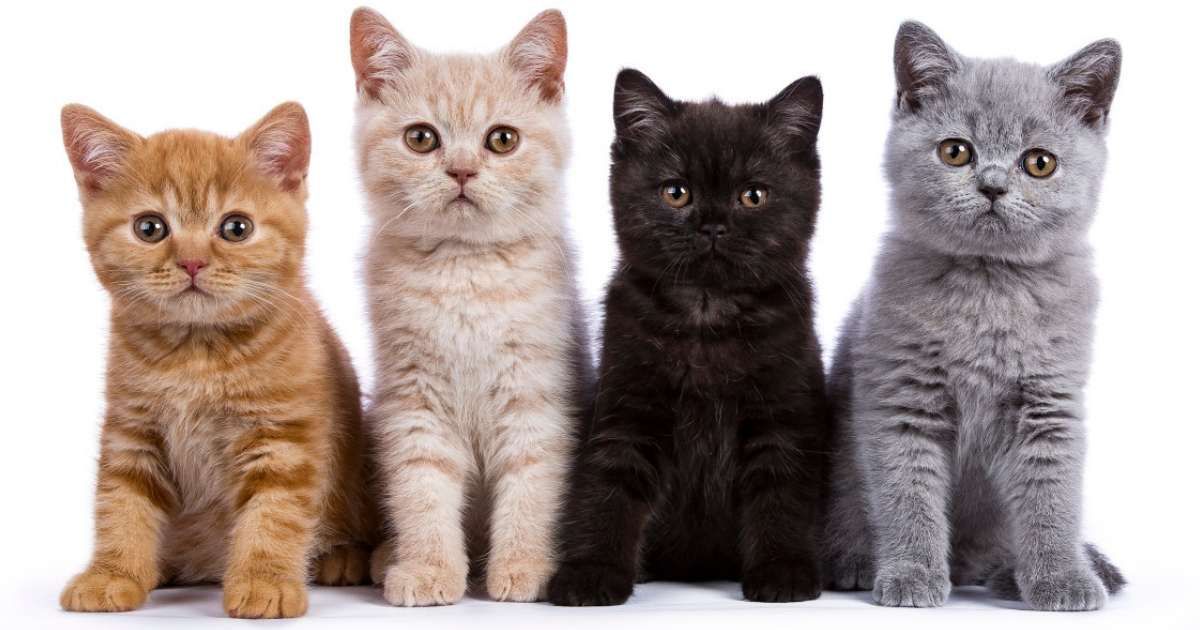 Detail Anak Kucing Comel Nomer 9