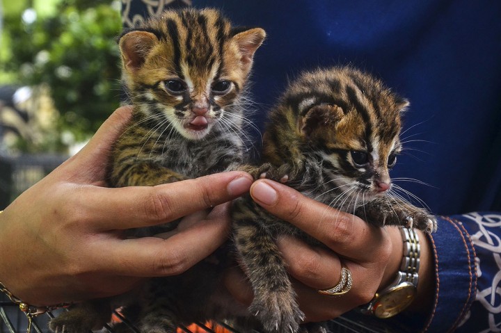 Detail Anak Kucing Hutan Nomer 20