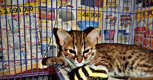 Detail Anak Kucing Hutan Nomer 39