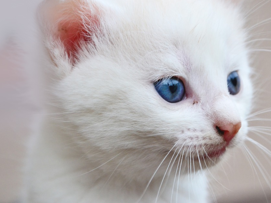 Detail Anak Kucing Kampung Mata Biru Nomer 2