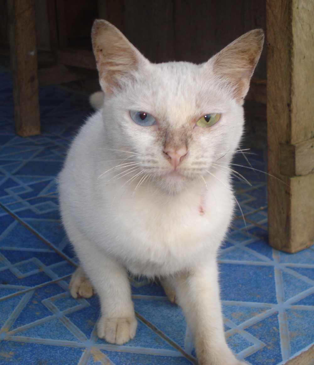 Detail Anak Kucing Kampung Mata Biru Nomer 31