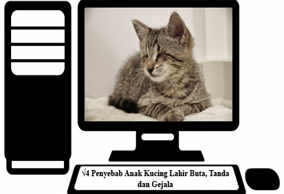 Detail Anak Kucing Kampung Mata Biru Nomer 41