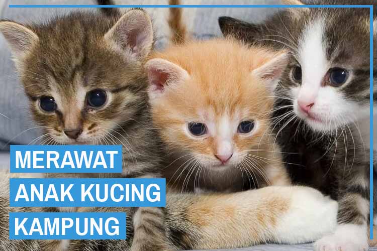 Detail Anak Kucing Kecil Nomer 15