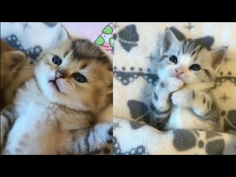 Anak Kucing Lucu Dan Imut - KibrisPDR