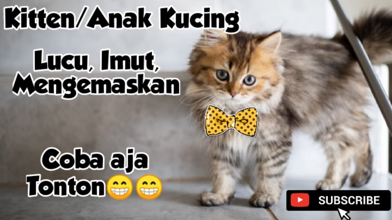 Detail Anak Kucing Lucu Dan Imut Nomer 36