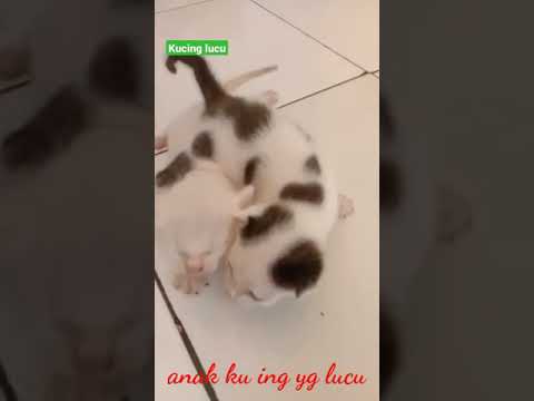 Detail Anak Kucing Lucu Dan Imut Nomer 54