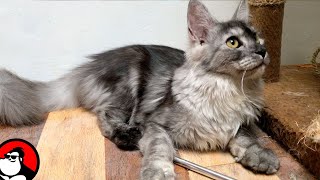 Detail Anak Kucing Maine Coon Umur 2 Bulan Nomer 19