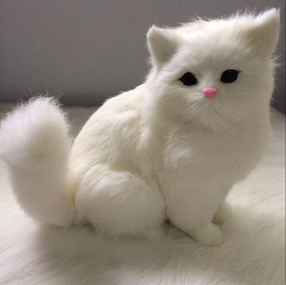 Detail Anak Kucing Mata Biru Nomer 39