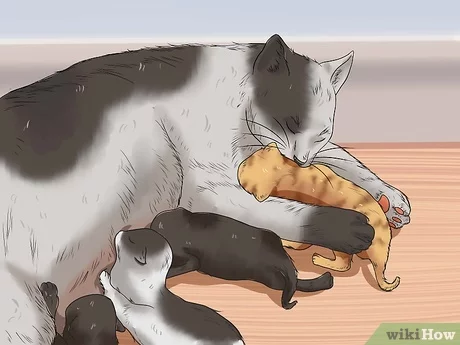 Detail Anak Kucing Nakal Nomer 40