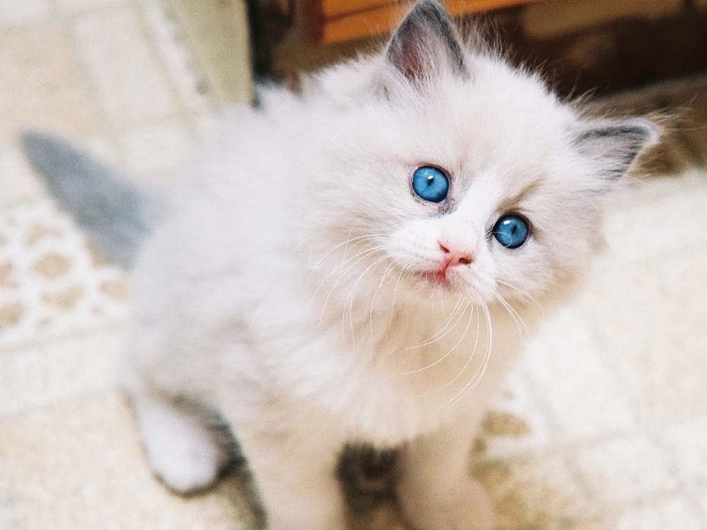 Detail Anak Kucing Persia Putih Nomer 20