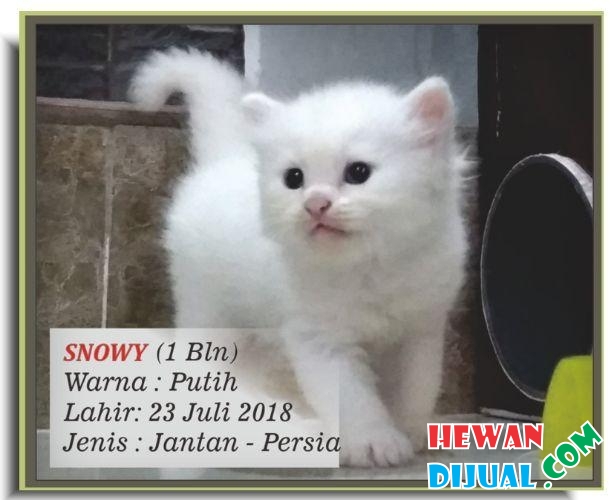 Detail Anak Kucing Persia Putih Nomer 23