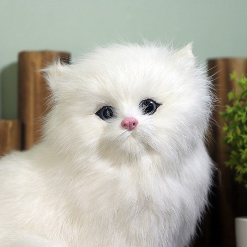 Detail Anak Kucing Persia Putih Nomer 31