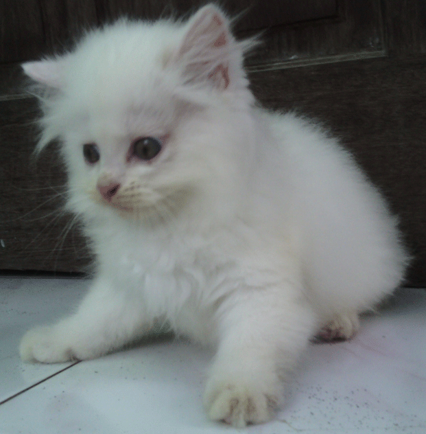 Detail Anak Kucing Persia Putih Nomer 35