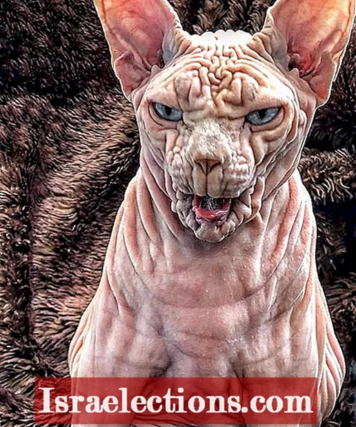 Detail Anak Kucing Sphynx Nomer 40