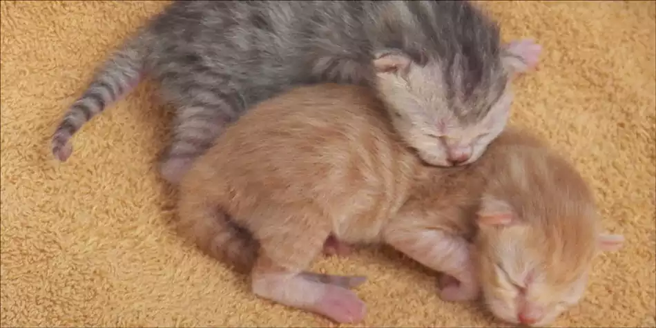 Detail Anak Kucing Tidur Nomer 42