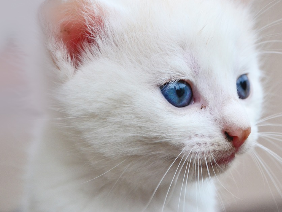 Anak Kucing Warna Putih - KibrisPDR
