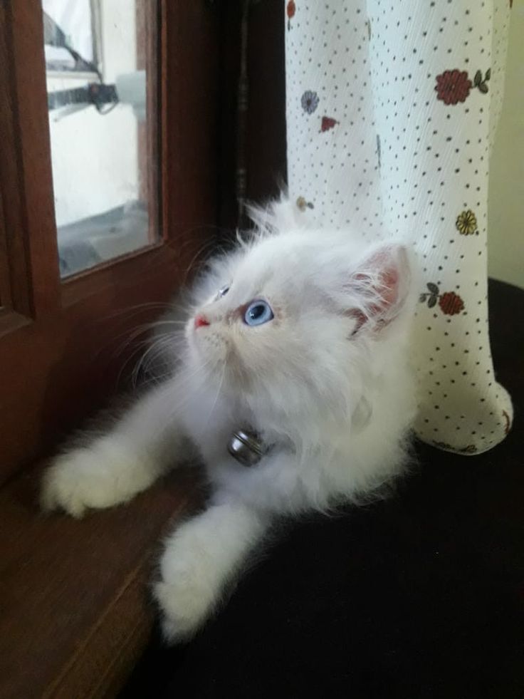 Detail Anak Kucing Warna Putih Nomer 22