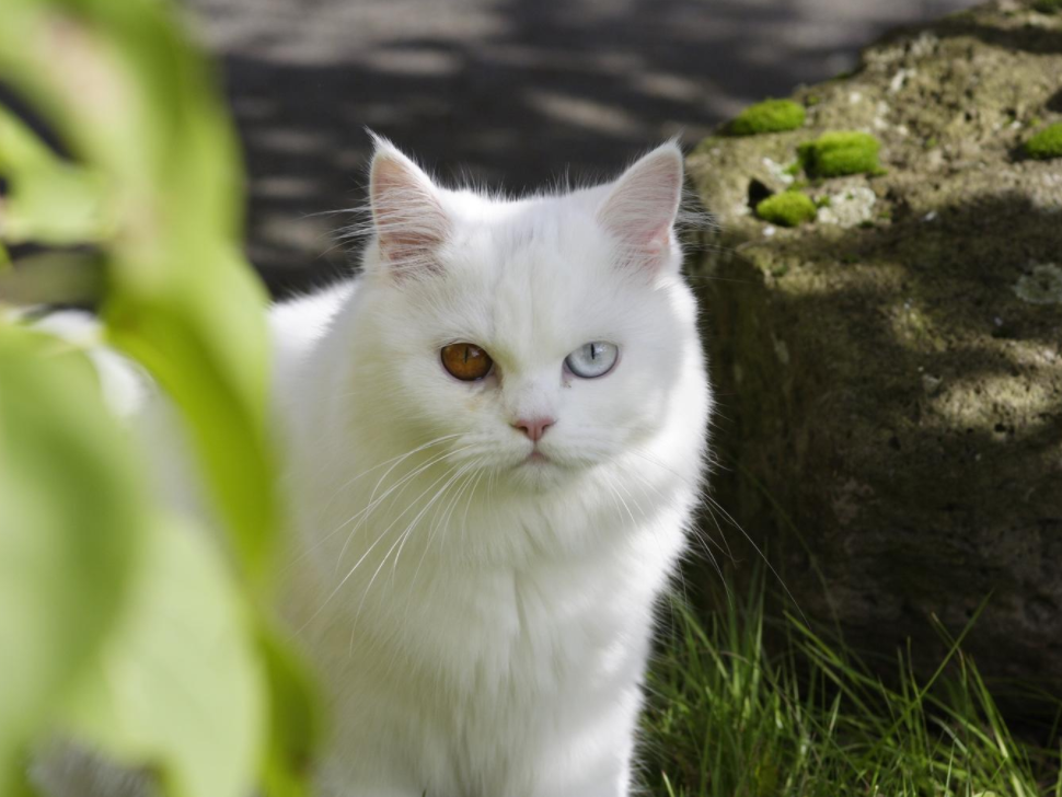 Detail Anak Kucing Warna Putih Nomer 45