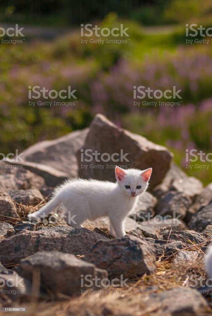 Detail Anak Kucing Warna Putih Nomer 47