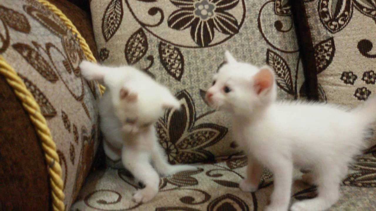 Detail Anak Kucing Warna Putih Nomer 6