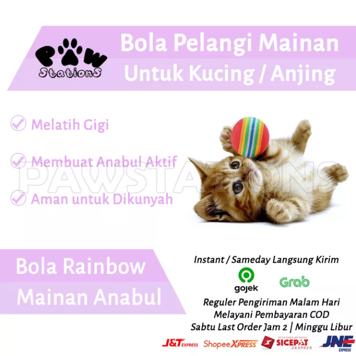 Detail Anak Kucing Warna Warni Nomer 41