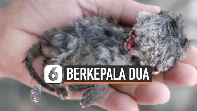 Detail Anak Kucing Yang Lucu Nomer 25